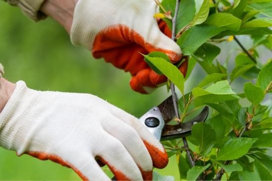 garden pruning